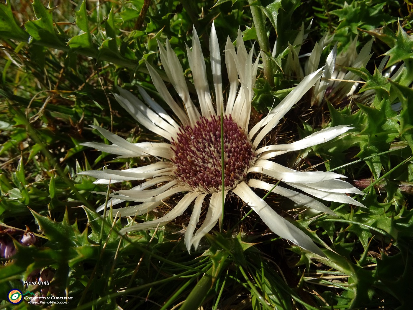 92 Carlina bianca (Carlina acaulis).JPG